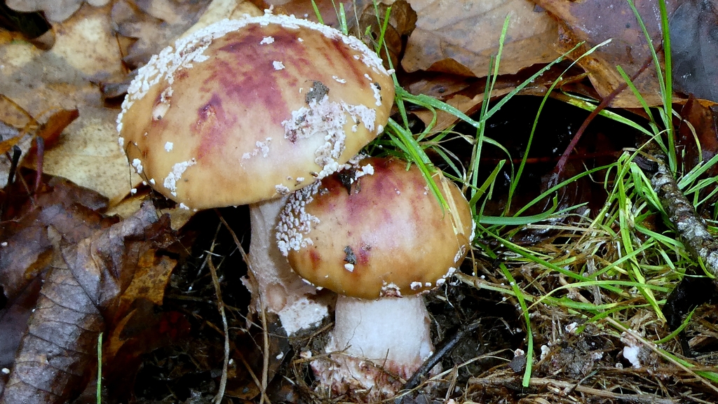 Amanita rubescens · December 2025 · photo: © patricklm35 (iNaturalist, cc0)