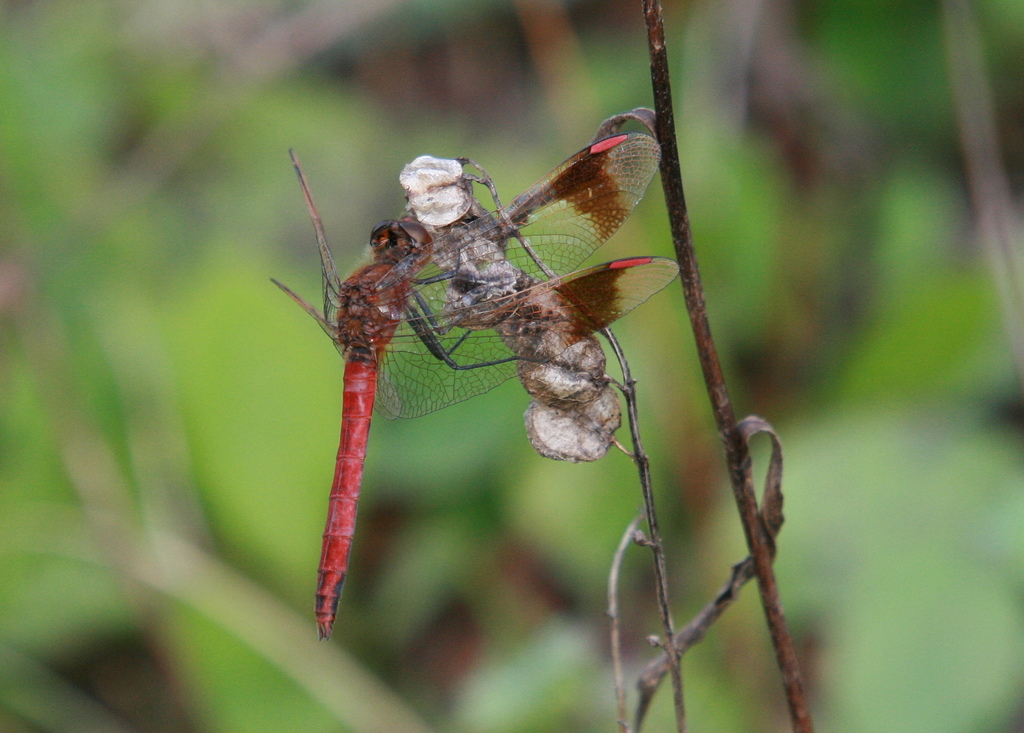 Banded Darter from Oberding, Deutschland on September 9, 2007 at 04:04 ...