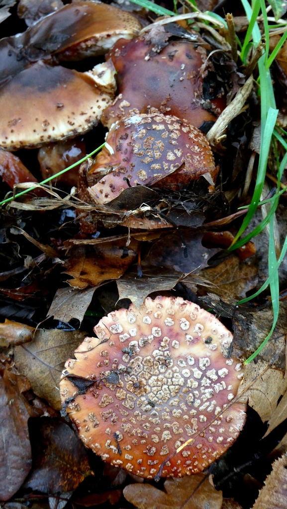 Amanita rubescens · December 2025 · photo: © patricklm35 (iNaturalist, cc0)