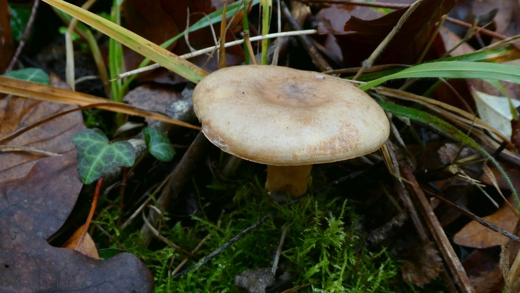 Lactarius pallidus