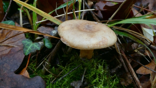Lactarius pallidus — no rights reserved