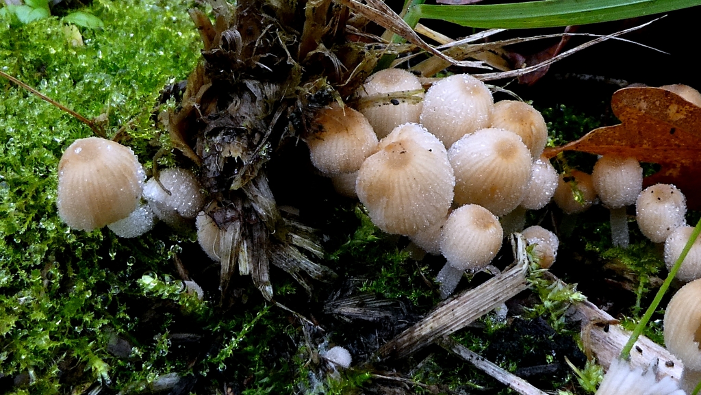 Coprinellus disseminatus · December 2025 · photo: © patricklm35 (iNaturalist, cc0)