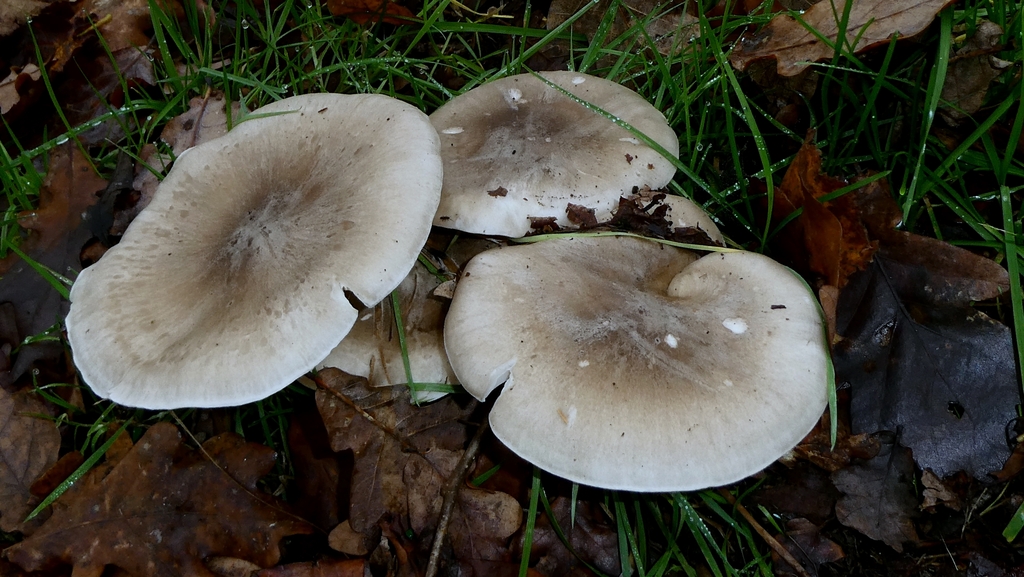 Clitocybe nebularis · December 2025 · photo: © patricklm35 (iNaturalist, cc0)