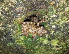 Scinax flavoguttatus