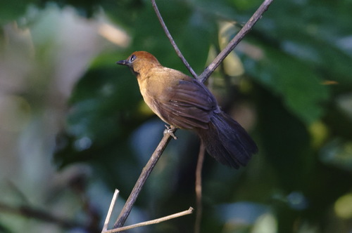 Fluffy-backed Tit-Babbler (Macronus ptilosus), photo 4