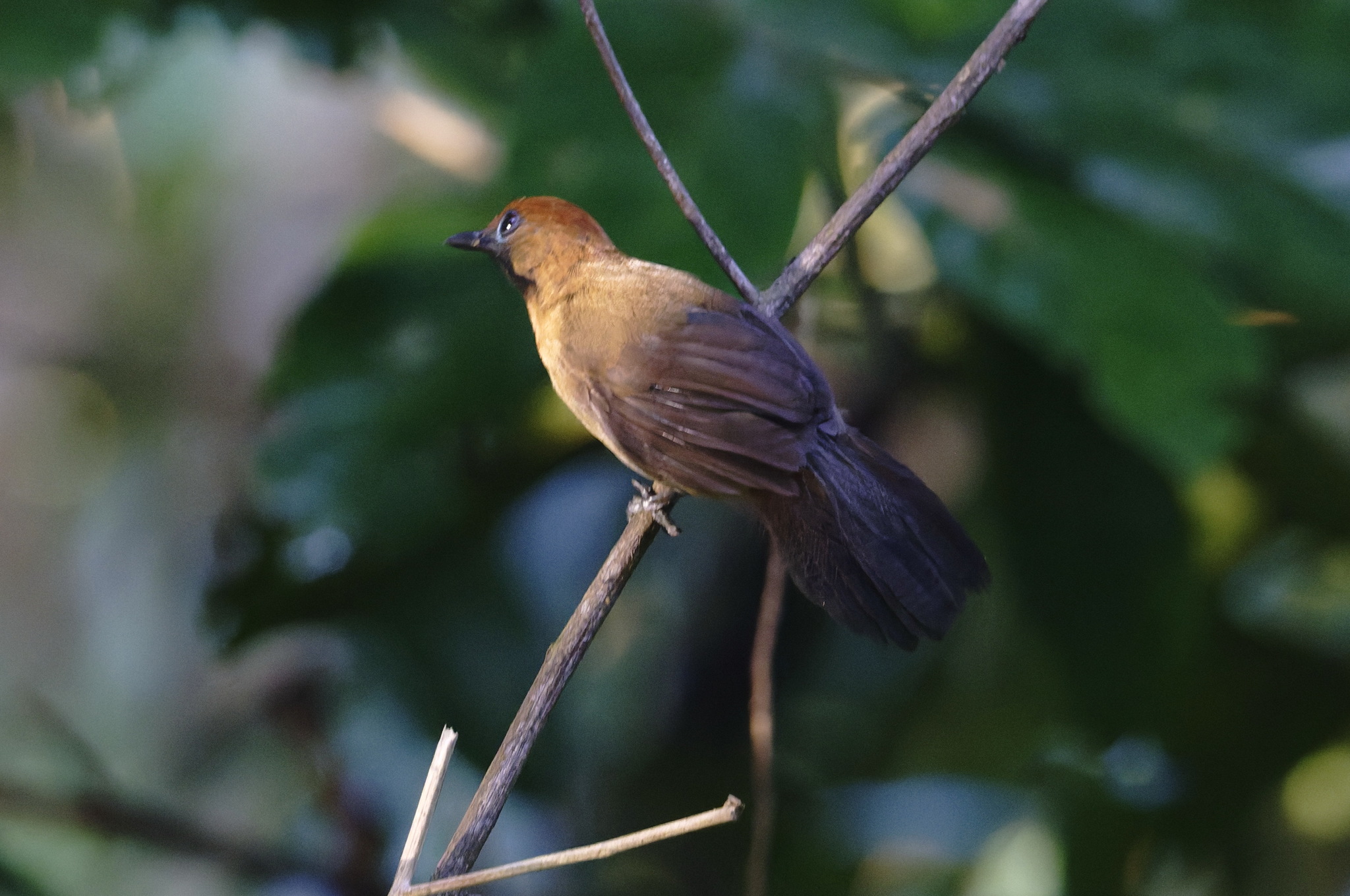 Fluffy-backed Tit-Babbler (Macronus ptilosus), photo 5