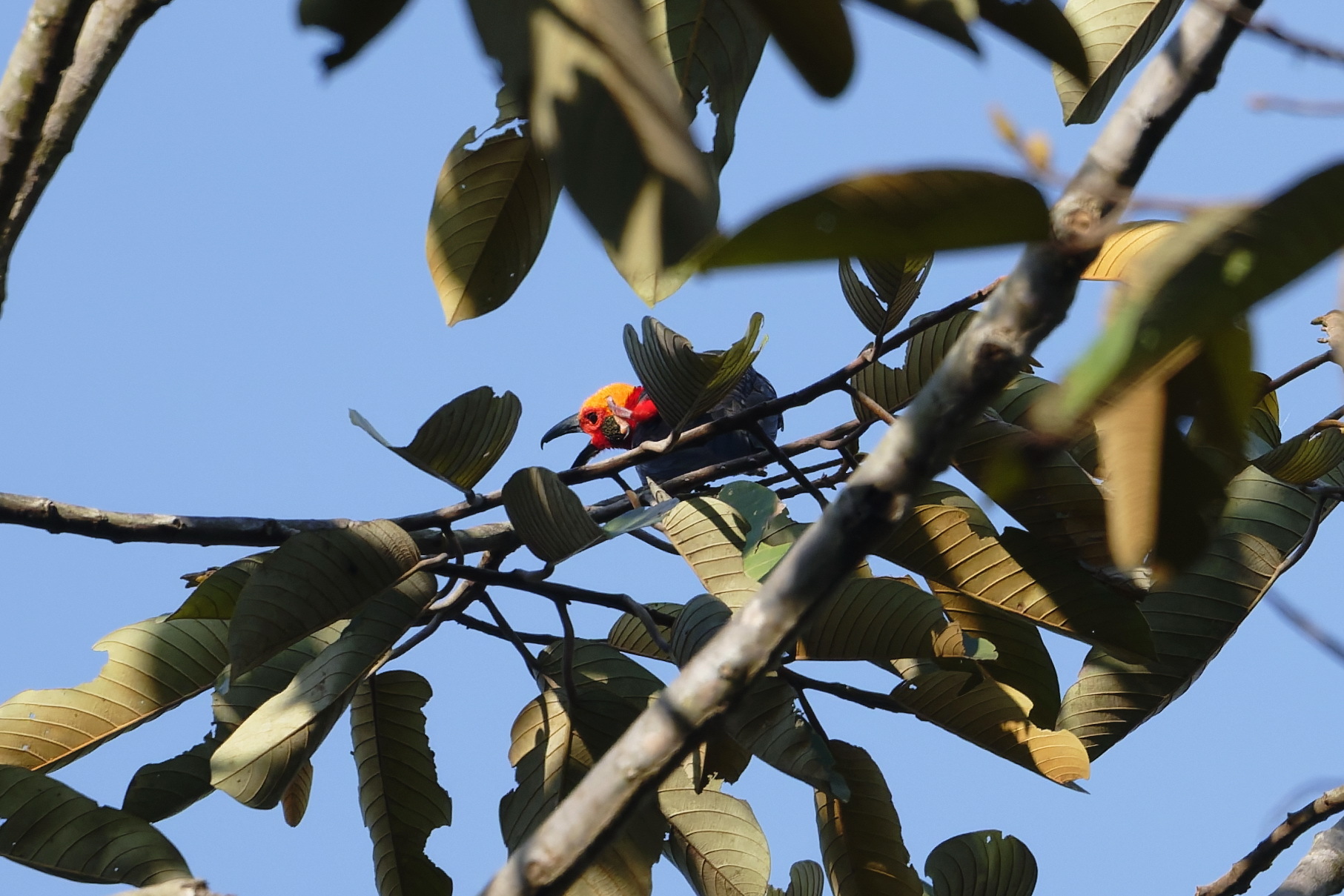 Bornean Bristlehead (Pityriasis gymnocephala), photo 1