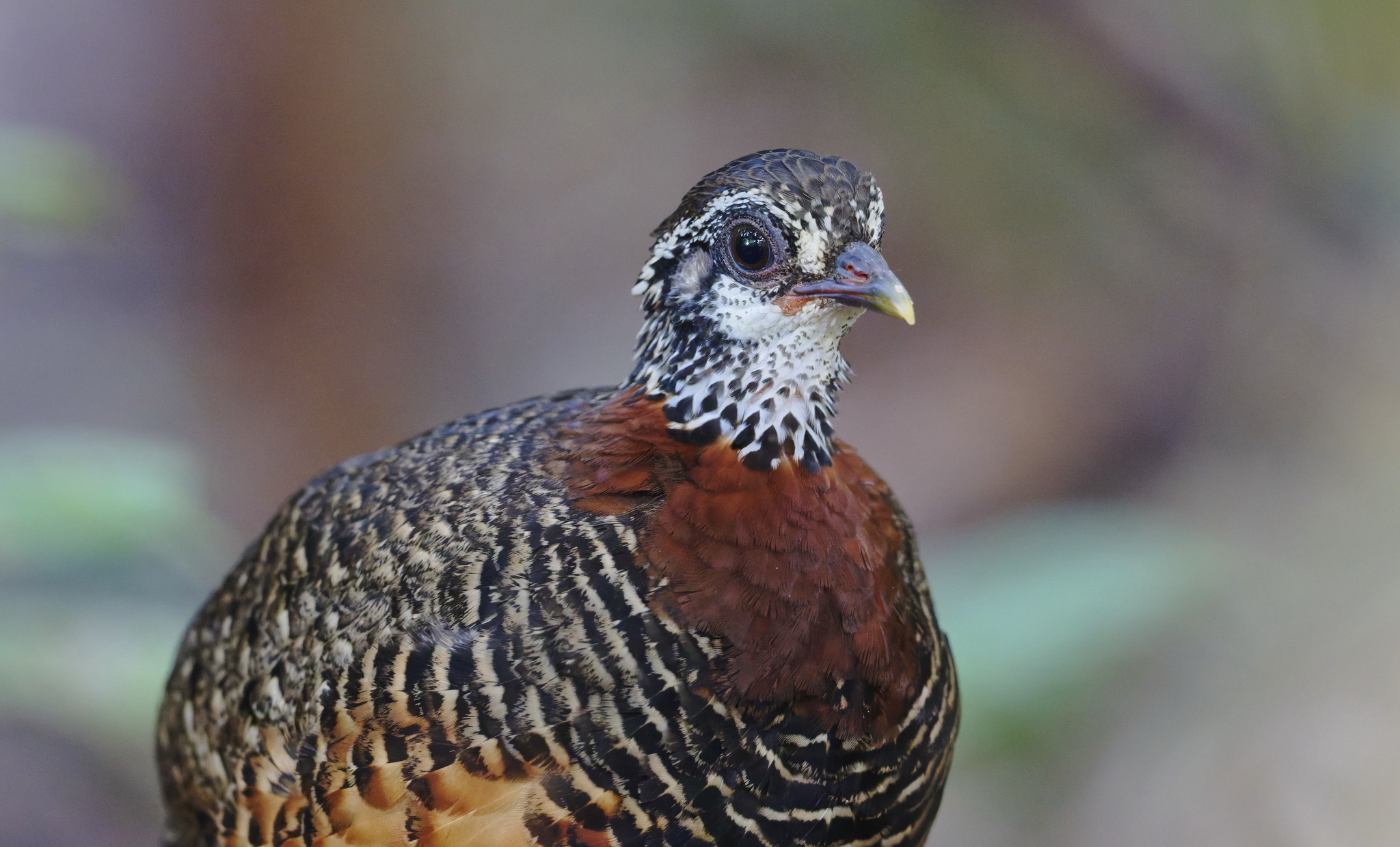 Chestnut-necklaced Partridge (Tropicoperdix charltonii), photo 9