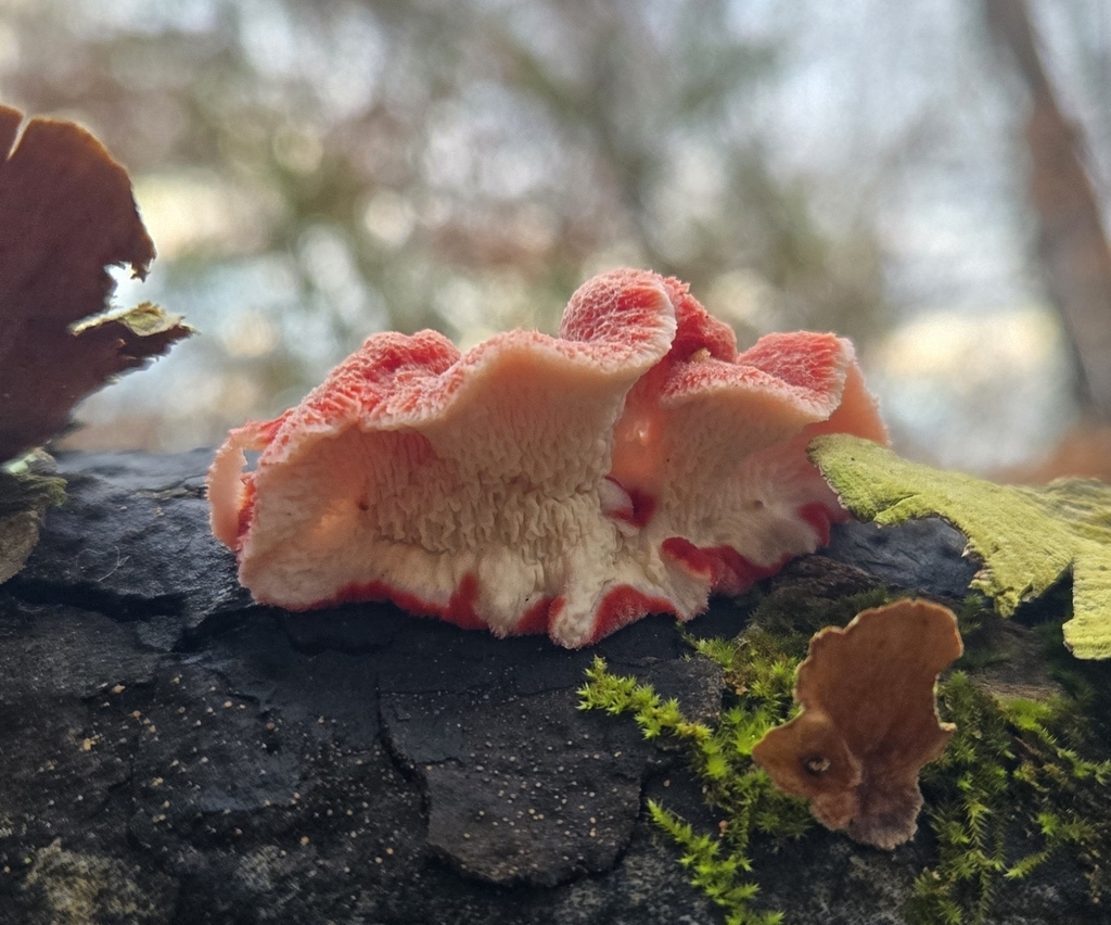Phlebia incarnata · December 2025 · photo: © benfungi (iNaturalist, cc-by)