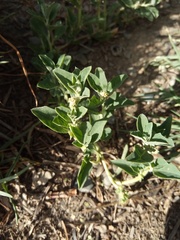 Atriplex suberecta