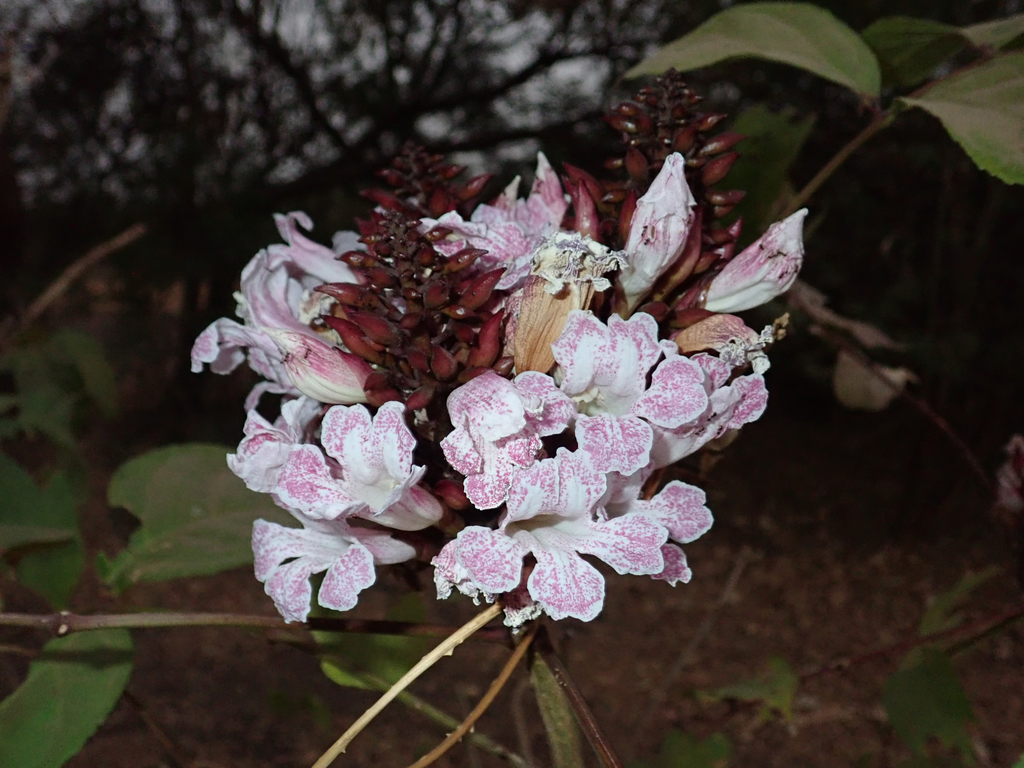 Newbouldia laevis; photograph (c) Julien Renoult, some rights reserved (CC BY)