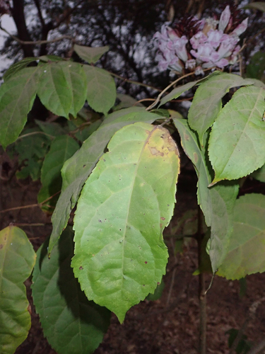 Newbouldia laevis, photograph 4