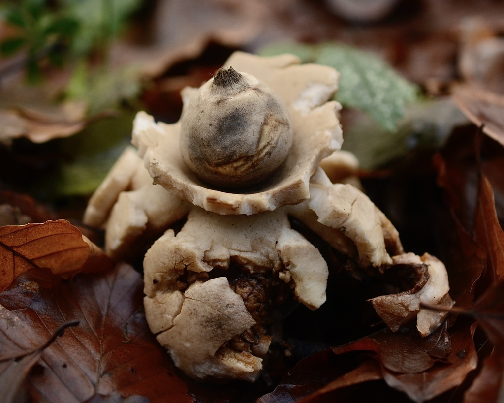 Geastrum michelianum · December 2025 · photo: © cryptomarasmius (iNaturalist, cc-by)