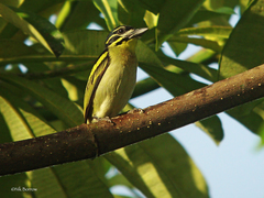 Pogoniulus atroflavus
