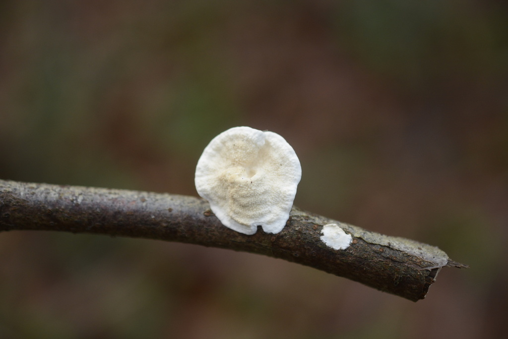 Byssomerulius corium · December 2025 · photo: © cryptomarasmius (iNaturalist, cc-by)