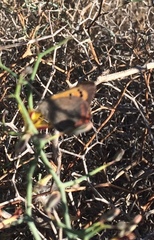 Lycaena phlaeas