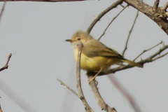 Eremomela