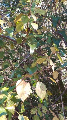 Southern Toothed Viburnum (Viburnum scabrellum)