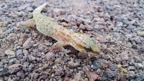 Heyden’s gecko