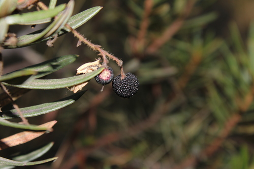 Comarostaphylis polifolia, photograph 6