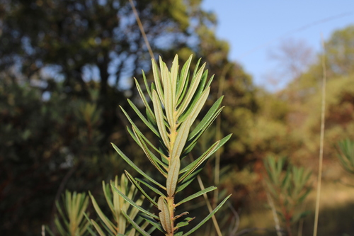 Comarostaphylis polifolia, photograph 4