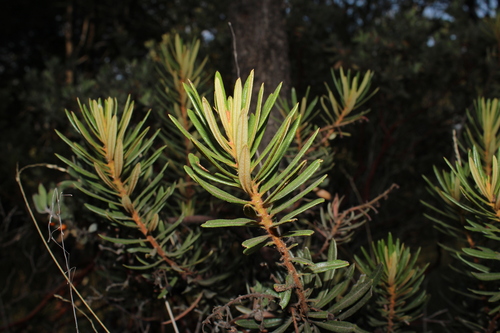 Comarostaphylis polifolia, photograph 3