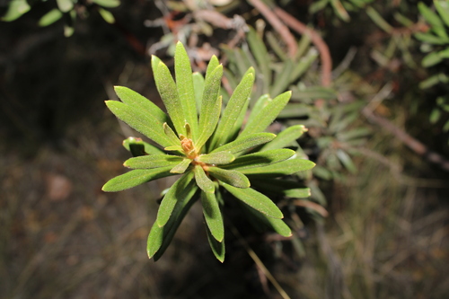 Comarostaphylis polifolia, photograph 5