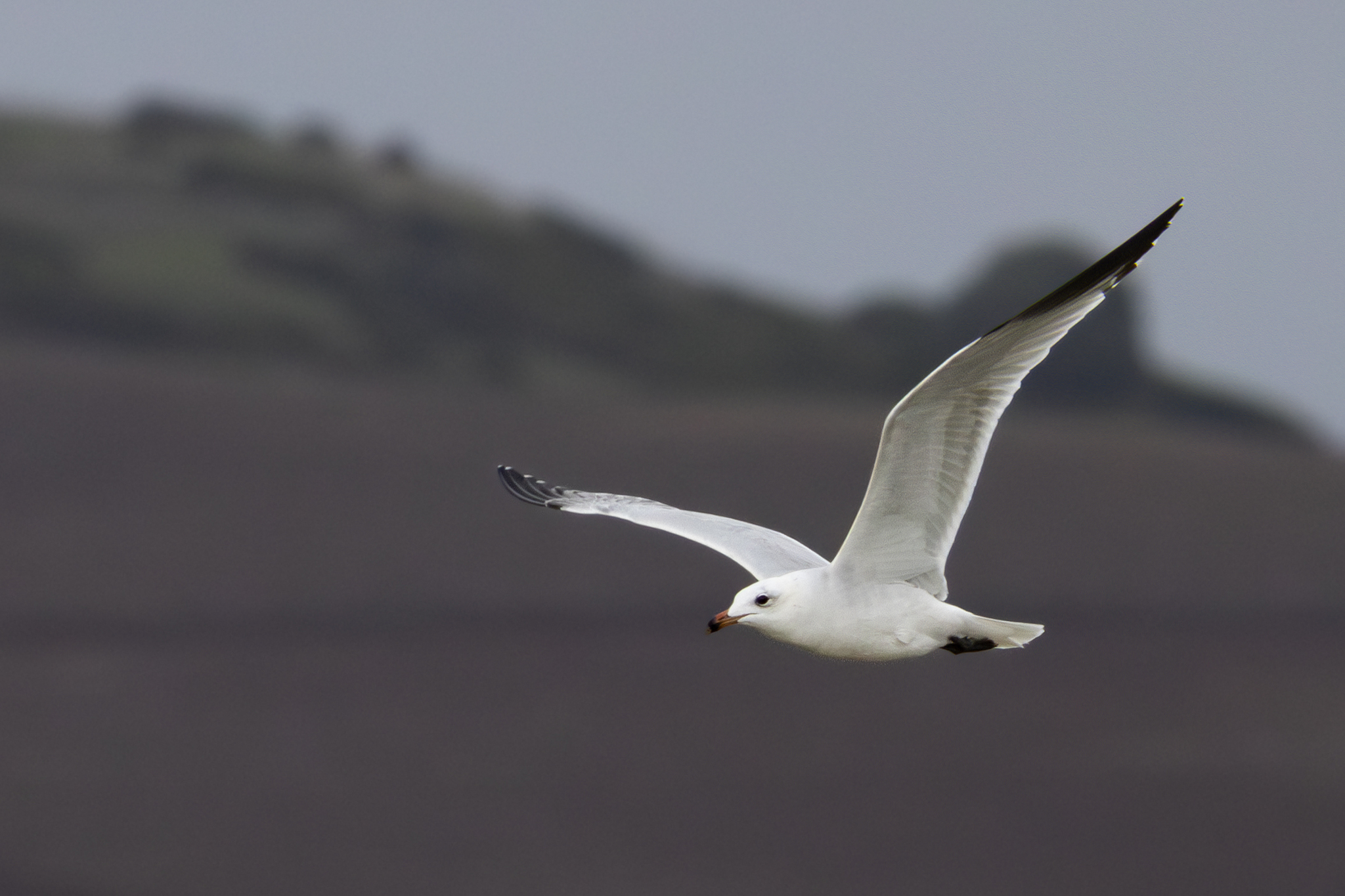 Audouin's Gull (Ichthyaetus audouinii)