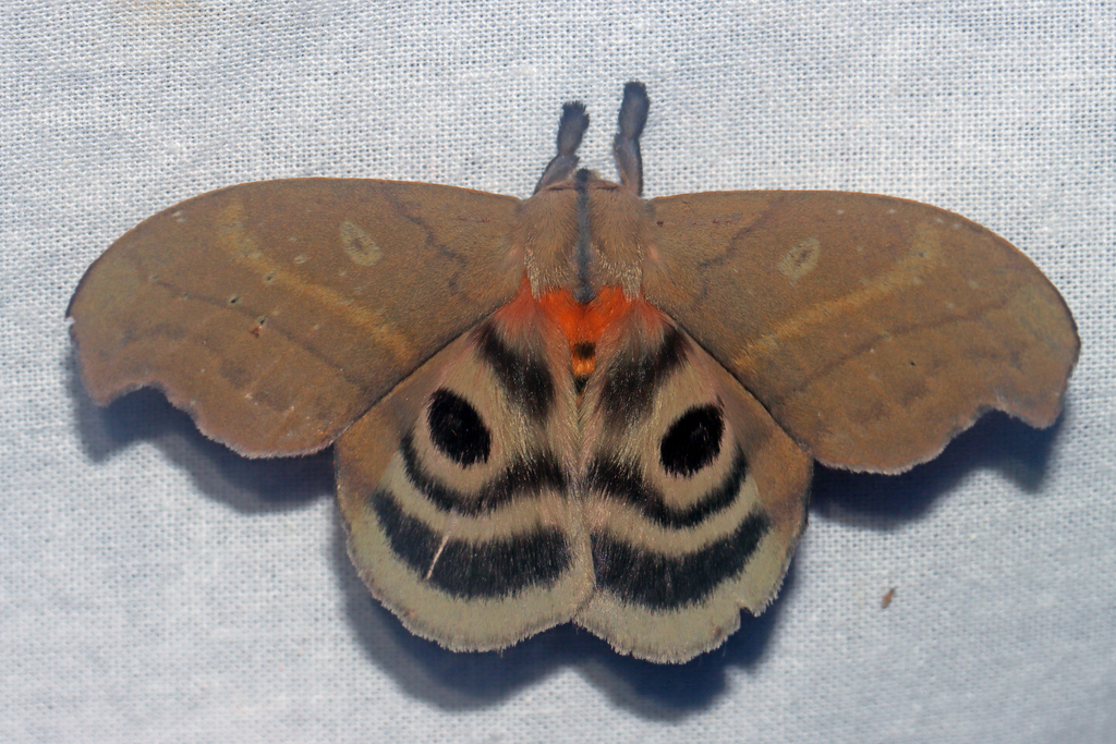 Hyperchiria aniris