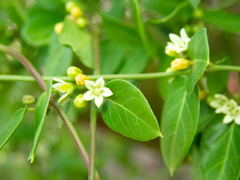 Metastelma decipiens