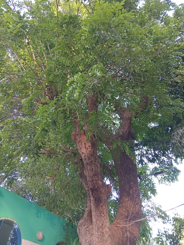 African mahogany