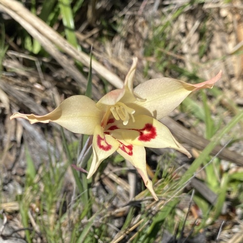 Longtube Paintedlady (Gladiolus angustus)