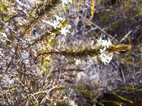 Short Mercybell (Merciera brevifolia)