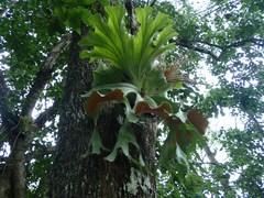 Platycerium wallichii