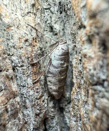 Fall Cankerworm Moth photo 4