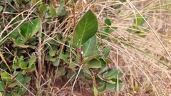 Acokanthera oppositifolia, photograph (c) Hayley Fulker, some rights reserved (CC BY)
