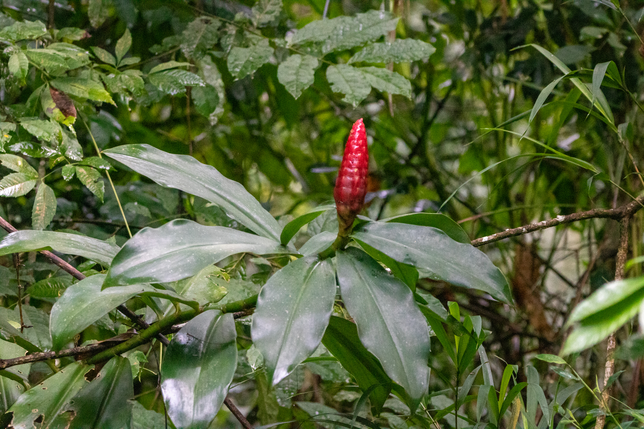 Costus Spiralis (Costus spiralis)