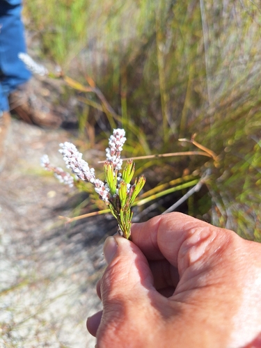 Lax Spoon (Spatalla racemosa)
