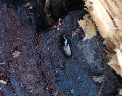 Agonum thoreyi