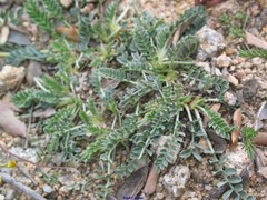 Astragalus incanus nummularioides