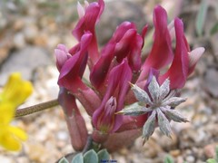 Astragalus incanus nummularioides