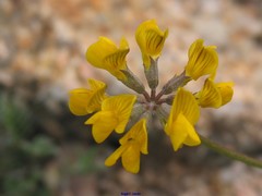 Hippocrepis scabra