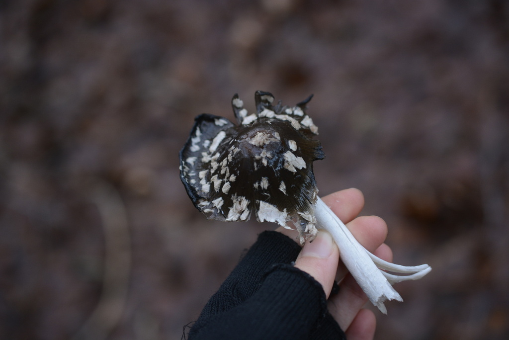 Coprinopsis picacea · December 2025 · photo: © cryptomarasmius (iNaturalist, cc-by)