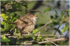 Prinia gracilis