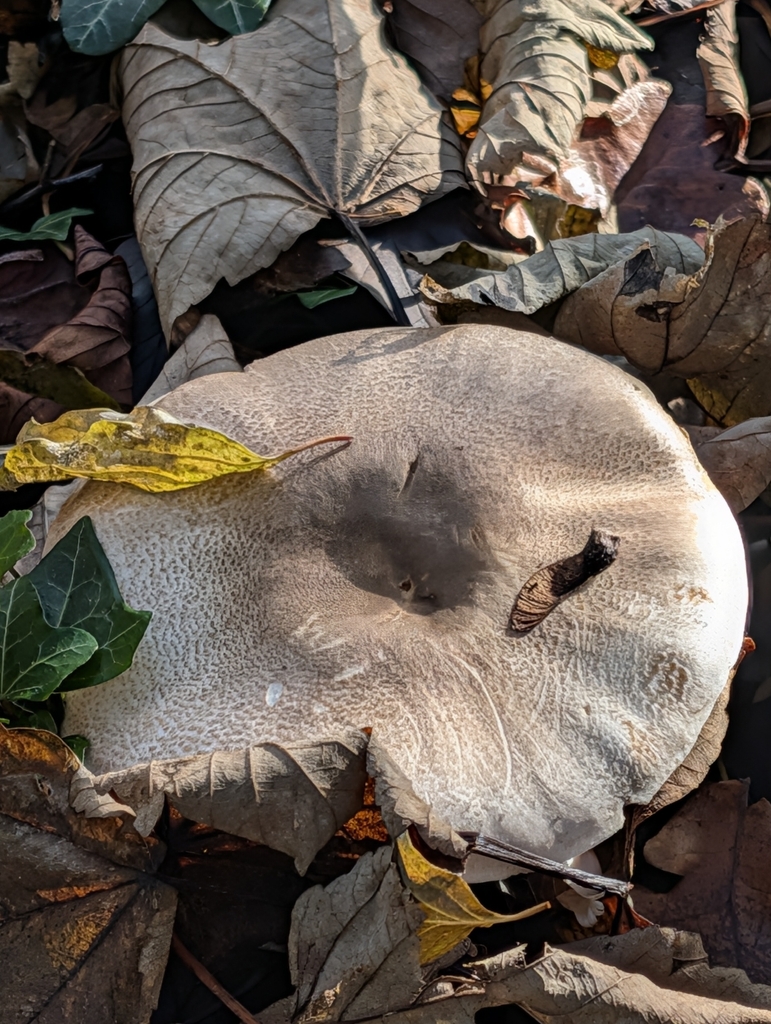 Agaricus xanthodermus · December 2025 · photo: © pilmar (iNaturalist, cc0)