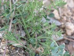 Coronilla minima