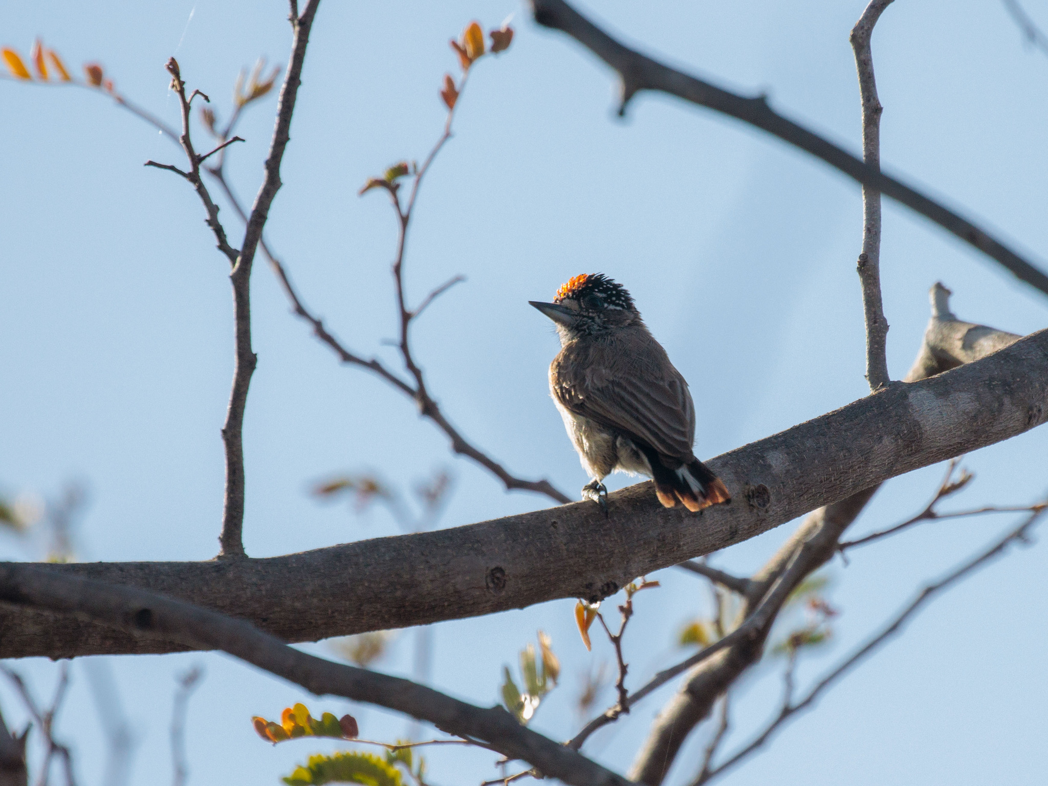 Ochraceous Piculet (Picumnus limae), photo 8