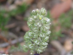 Alyssum alyssoides