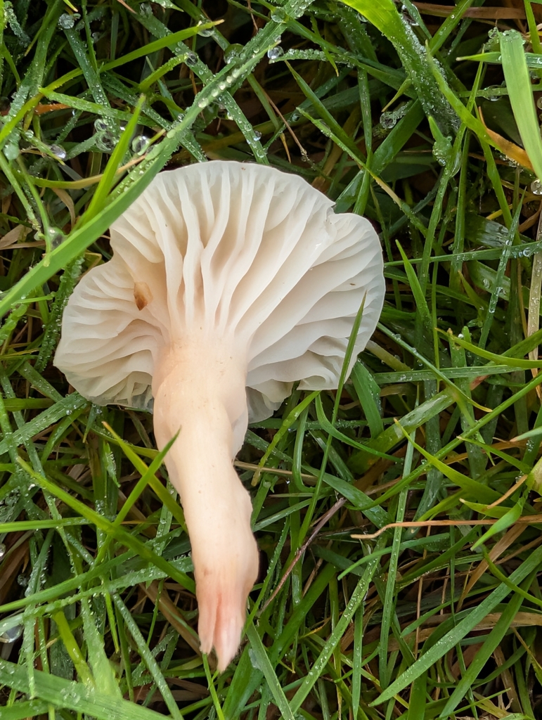 Cuphophyllus virgineus · December 2025 · photo: © pilmar (iNaturalist, cc0)