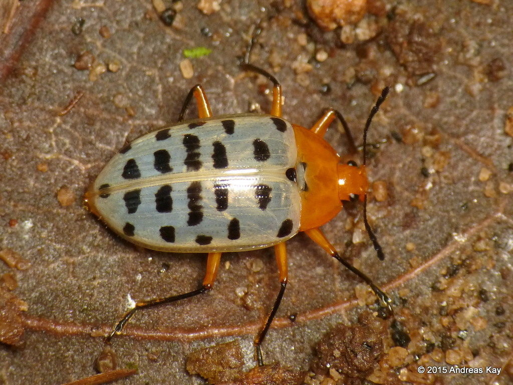 Neopriotelus